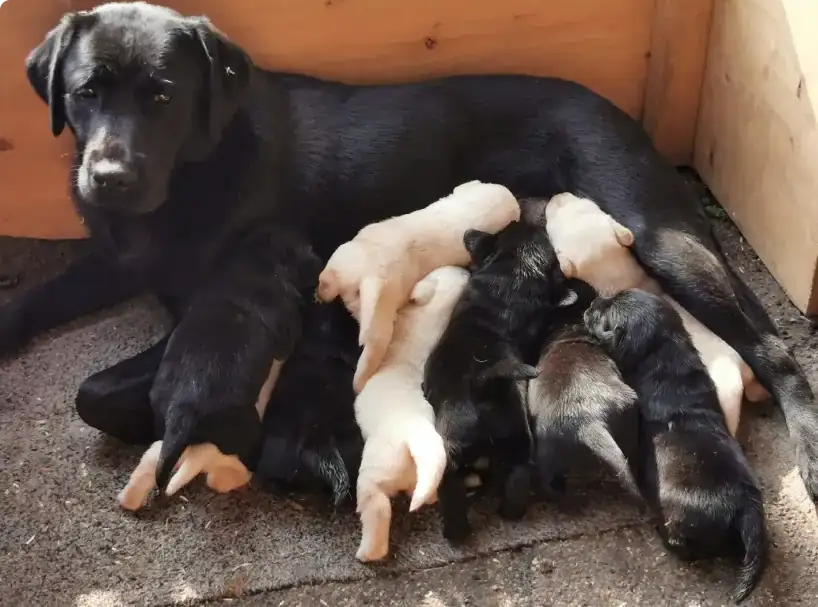 Beitragsbild Augen auf beim Welpenkauf : Hundemutter mit Welpen