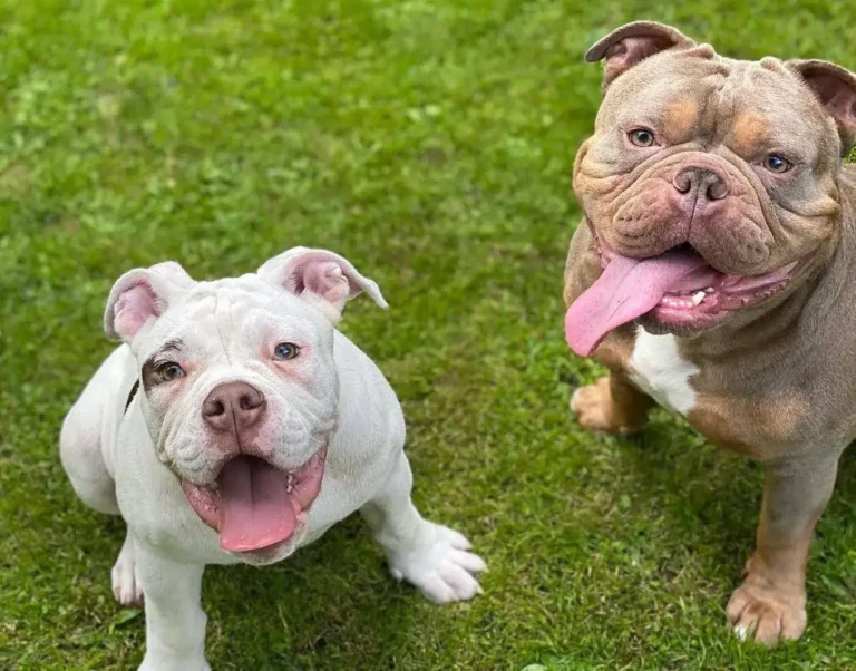 2 Hunde - https://haustier-shuttle.de/
